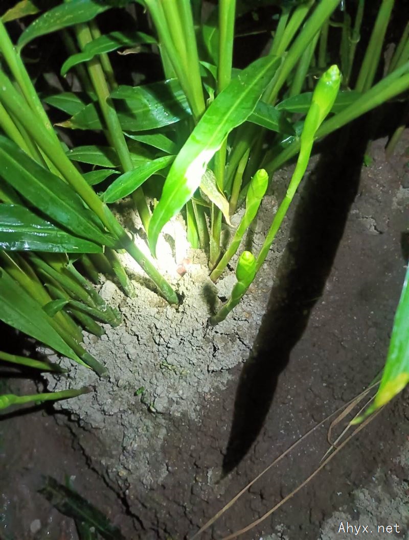 岳西本地小黄姜